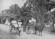 Rickshaw and Racing Hackery c1890, (1910). Artist: Alfred William Amandus Plate