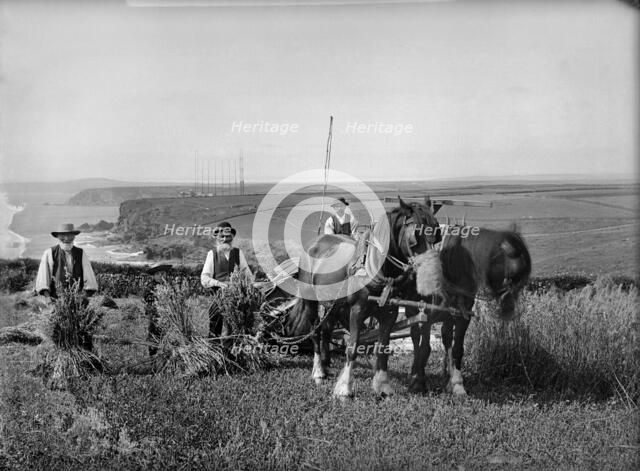 Richard Harvey and workers harvesting at Trenance, Mullion, Cornwall, 1900-1901. Artist: Alfred Newton & Sons.