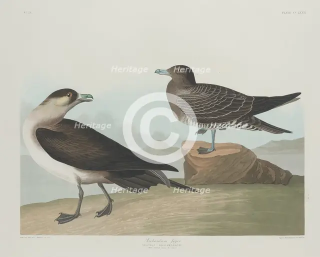 Richardson's Jager, 1835. Creator: Robert Havell.