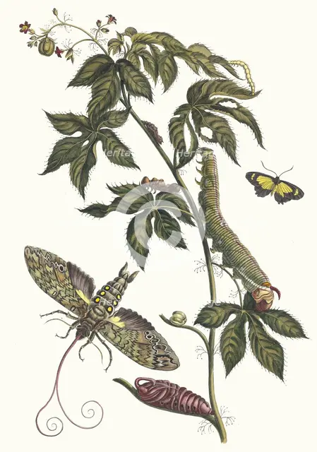 Ricinus d'Amerique. From the Book Metamorphosis insectorum Surinamensium, 1705. Creator: Merian, Maria Sibylla (1647-1717).