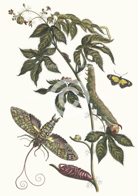 Ricinus d'Amerique. From the Book Metamorphosis insectorum Surinamensium, 1705. Creator: Merian, Maria Sibylla (1647-1717).