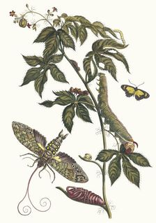 Ricinus d'Amerique. From the Book Metamorphosis insectorum Surinamensium, 1705. Creator: Merian, Maria Sibylla (1647-1717)