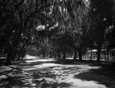 Ridgewood Ave., Daytona, Fla., c1901. Creator: Unknown