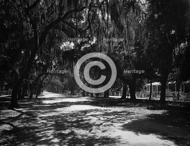 Ridgewood Ave., Daytona, Fla., c1901. Creator: Unknown.