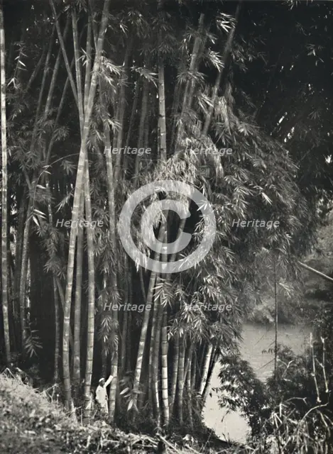 'Riesenbambus (Dendrocalamus giganteus) in Peradeniya bei Kandy', 1926. Artist: Unknown.