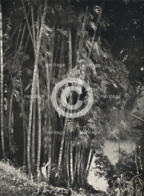 'Riesenbambus (Dendrocalamus giganteus) in Peradeniya bei Kandy', 1926. Artist: Unknown.
