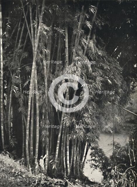 'Riesenbambus (Dendrocalamus giganteus) in Peradeniya bei Kandy', 1926. Artist: Unknown.
