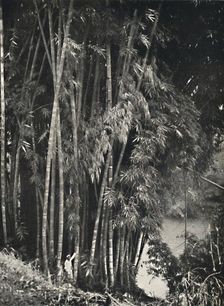 Riesenbambus (Dendrocalamus giganteus) in Peradeniya bei Kandy 1926