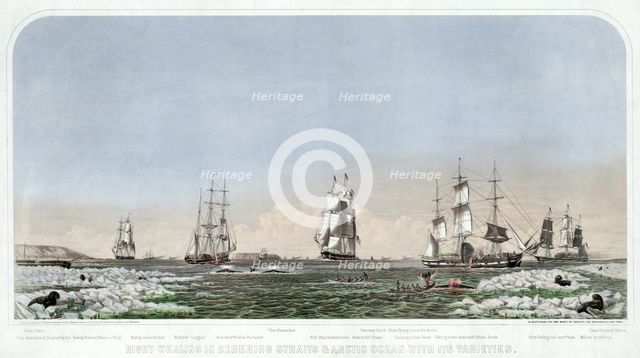 Right Whaling in Behering Straits & Arctic Ocean with its Varieties, pub. 1871 (colour lithograph)