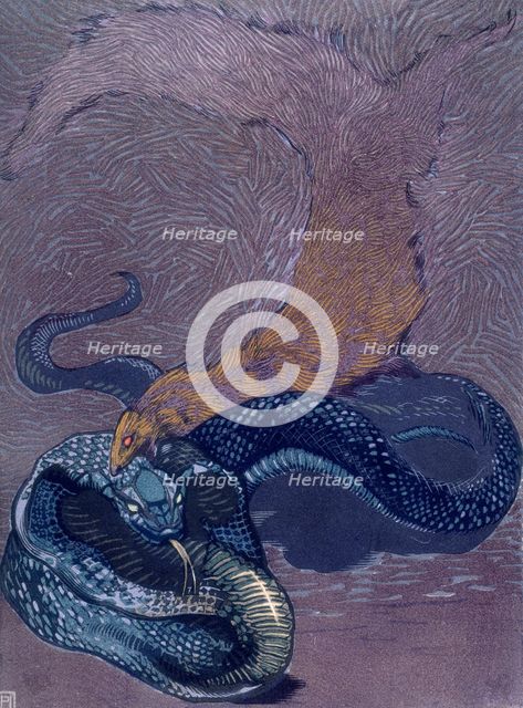 Rikki Tikki Tavi biting a snake; scene from "The Jungle Book", 1919. Creator: Paul Jouve.