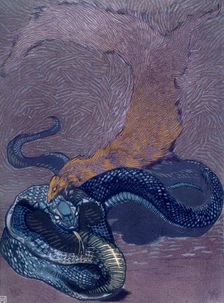 Rikki Tikki Tavi biting a snake; scene from "The Jungle Book", 1919. Creator: Paul Jouve