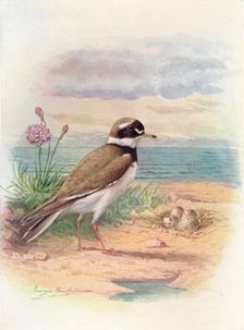 Ringed Plover - Aegiali'tis hiatic'ola c1910, (1910). Artist: George James Rankin