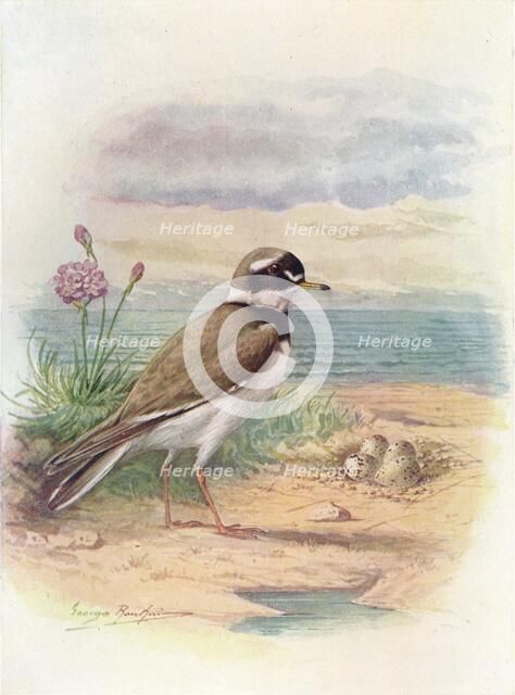 'Ringed Plover - Aegiali'tis hiatic'ola', c1910, (1910). Artist: George James Rankin.