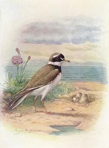 Ringed Plover - Aegiali'tis hiatic'ola c1910, (1910). Artist: George James Rankin