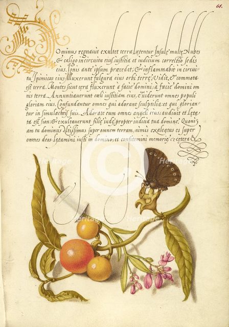 Ringlet, False Jerusalem Cherry, and Milkwort, 1561-1562; illumination added 1591-1596. Creator: Joris Hoefnagel.