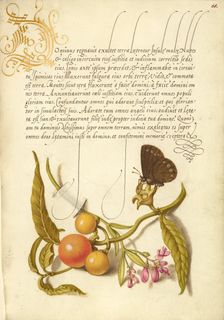 Ringlet, False Jerusalem Cherry, and Milkwort, 1561-1562; illumination added 1591-1596. Creator: Joris Hoefnagel