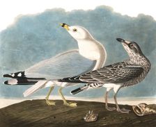 Ring-Billed Gull, Larus Delawarensis, 1845