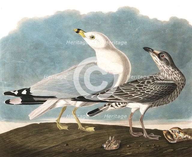 Ring-Billed Gull, Larus Delawarensis, 1845.
