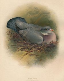 Ring Dove (Columbs palumbus) 1900, (1900). Artist: Charles Whymper