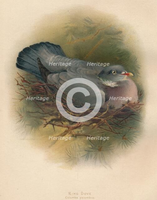 'Ring Dove (Columbs palumbus)', 1900, (1900). Artist: Charles Whymper.