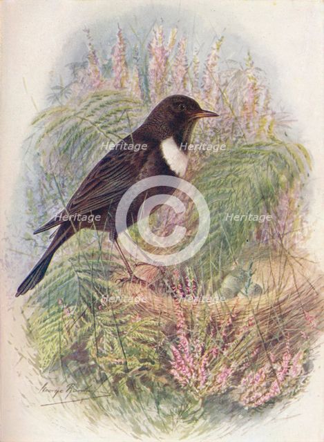 'Ring-Ousel - Tur'dus torqua'tus', c1910, (1910). Artist: George James Rankin.