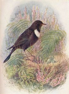 Ring-Ousel - Tur'dus torqua'tus c1910, (1910). Artist: George James Rankin