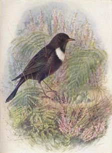 Ring-Ousel - Tur'dus torqua'tus c1910, (1910). Artist: George James Rankin