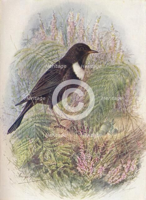 'Ring-Ousel - Tur'dus torqua'tus', c1910, (1910). Artist: George James Rankin.