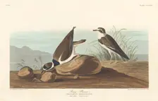 Ring Plover, 1836. Creator: Robert Havell