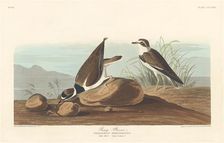 Ring Plover, 1836. Creator: Robert Havell