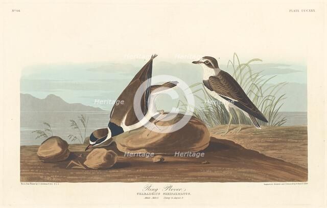 Ring Plover, 1836. Creator: Robert Havell.
