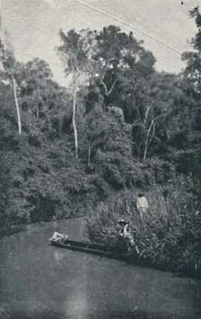 Rio de S. Anastacio 1895. Artist: Francisco Henszler