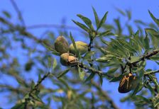 Ripe almonds in Sicily in August