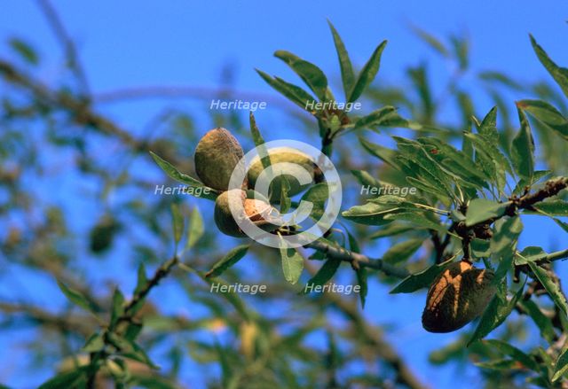 Ripe almonds in Sicily in August. Artist: Unknown