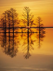 Rise and Shine. Creator: Eve Turek