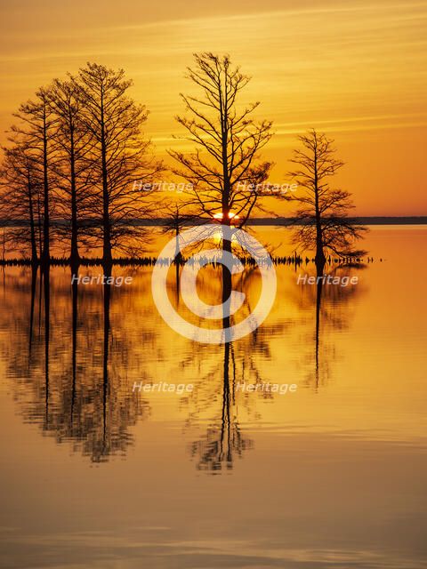 Rise and Shine. Creator: Eve Turek.