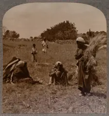 Ruth gleaning in the Fields of Boaz c1900