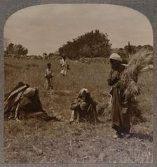 Ruth gleaning in the Fields of Boaz c1900
