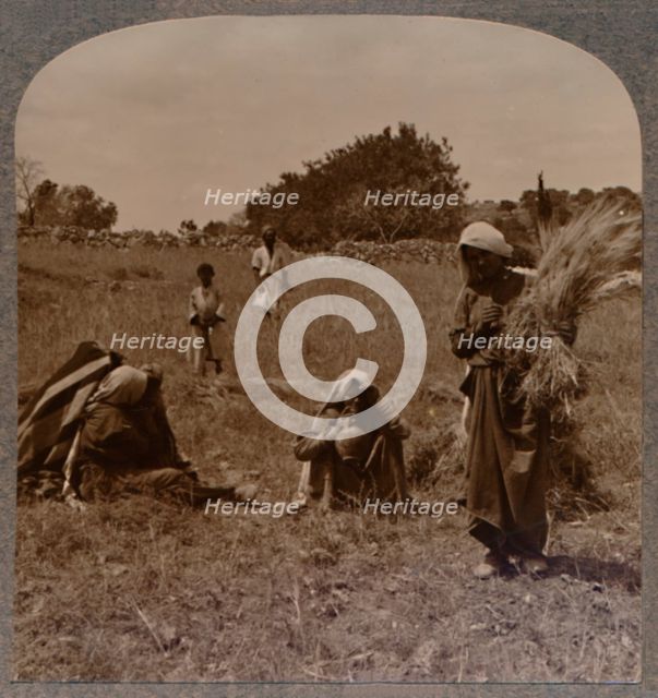 'Ruth gleaning in the Fields of Boaz', c1900. Artist: Unknown.