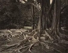 Rubber Tree, Assam, India (Ficus Elastica), c.1880s. Creator: Charles T. Scowen (British)