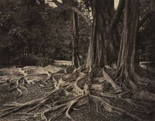 Rubber Tree, Assam, India (Ficus Elastica), c.1880s. Creator: Charles T. Scowen (British)