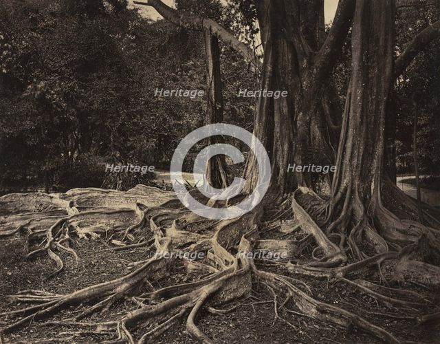 Rubber Tree, Assam, India (Ficus Elastica), c.1880s. Creator: Charles T. Scowen (British).
