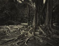 Rubber Tree, Assam, India (Ficus Elastica), c.1880s. Creator: Charles T. Scowen (British)