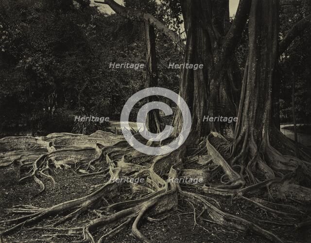 Rubber Tree, Assam, India (Ficus Elastica), c.1880s. Creator: Charles T. Scowen (British).