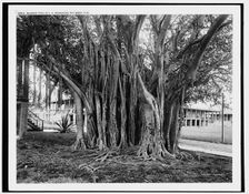 Rubber tree in U.S. barracks, Key West, Fla., between 1890 and 1901. Creator: Unknown