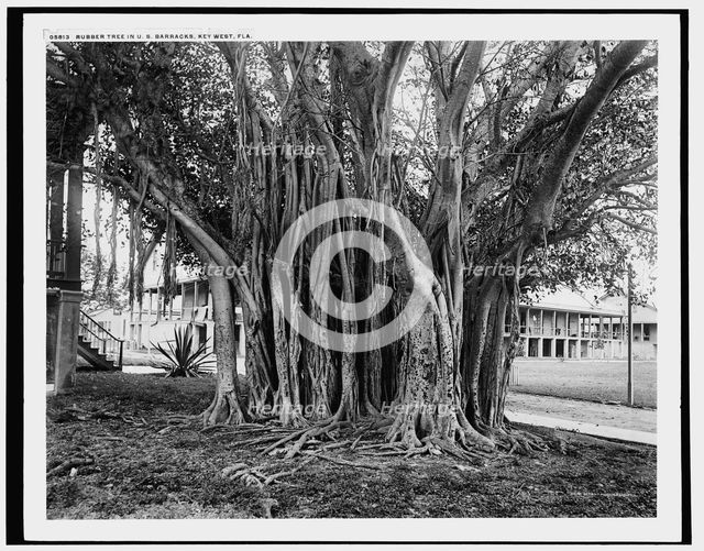 Rubber tree in U.S. barracks, Key West, Fla., between 1890 and 1901. Creator: Unknown.