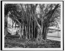 Rubber tree in U.S. barracks, Key West, Fla., between 1890 and 1901. Creator: Unknown