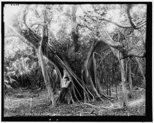 Rubber tree, Lake Worth, Fla., between 1880 and 1897. Creator: William H. Jackson