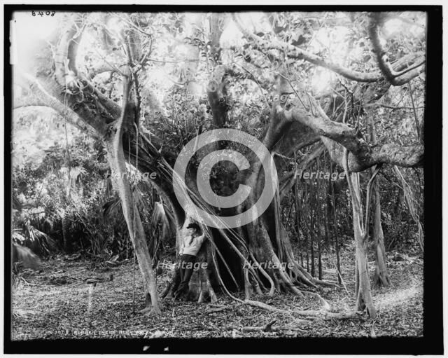 Rubber tree, Lake Worth, Fla., between 1880 and 1897. Creator: William H. Jackson.