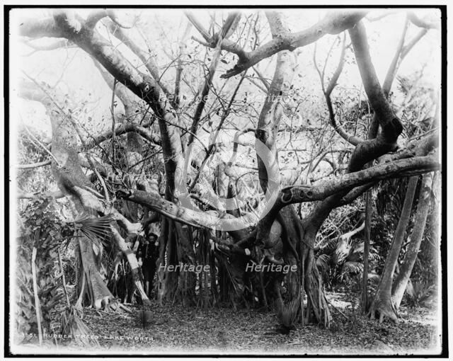 Rubber trees, Lake Worth, between 1880 and 1897. Creator: William H. Jackson.
